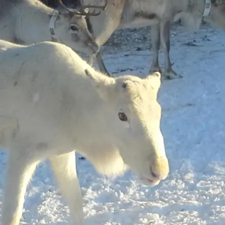 Ostello Nikkilaen Elaemyskylae *