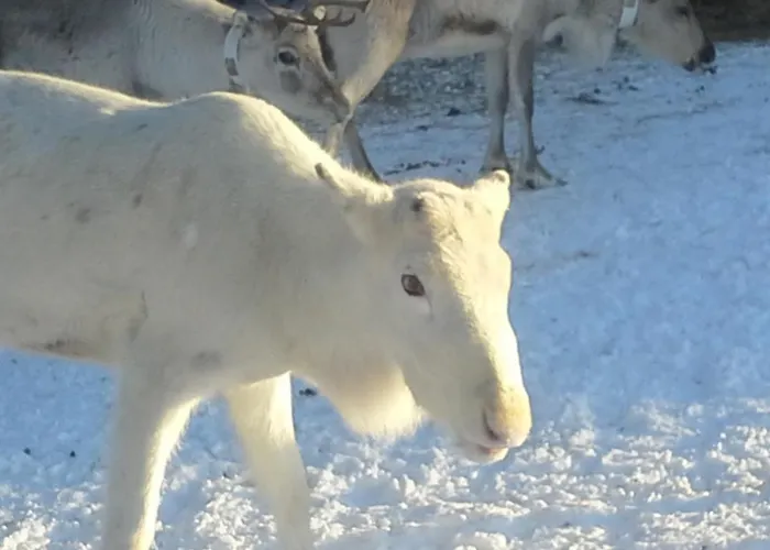 Hostel Nikkilaen Elaemyskylae *